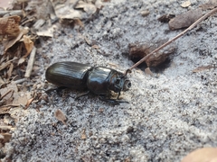 Aulacocyclus edentulus
