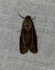 Euzophera ostricolorella