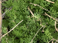 Oncosiphon pilulifer