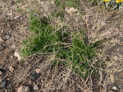 Oncosiphon pilulifer