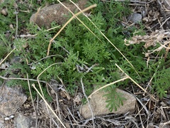 Oncosiphon pilulifer