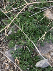 Oncosiphon pilulifer