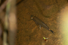 Moenkhausia oligolepis