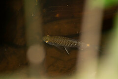 Moenkhausia oligolepis