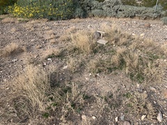 Oncosiphon pilulifer