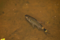 Moenkhausia oligolepis
