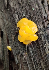 Dacrymyces chrysospermus