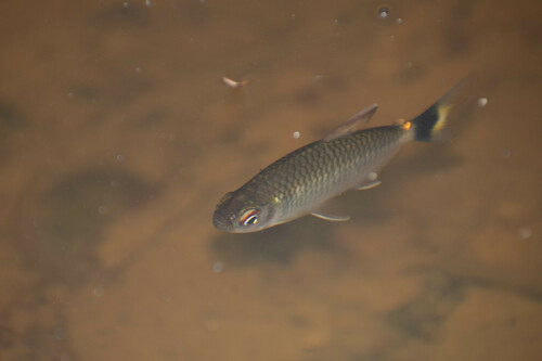 Glass tetra (Moenkhausia oligolepis) — Characidae — 4