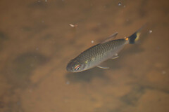 Moenkhausia oligolepis