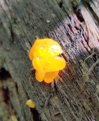 Dacrymyces chrysospermus