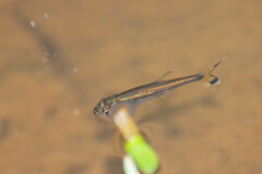 Characidae