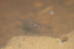 Characidae