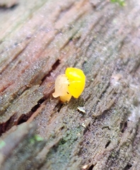 Dacrymyces chrysospermus