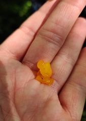 Dacrymyces chrysospermus