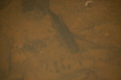 Siluriformes