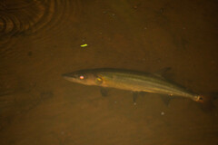 Acestrorhynchus falcatus