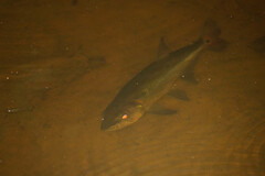 Acestrorhynchus falcatus