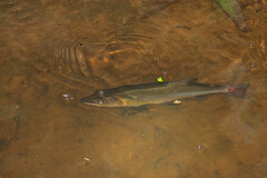 Acestrorhynchus falcatus