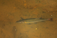 Acestrorhynchus falcatus