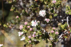 Melaleuca squamea