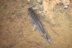 Moenkhausia oligolepis