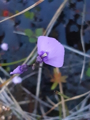Utricularia dichotoma