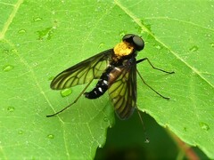 Chrysopilus thoracicus