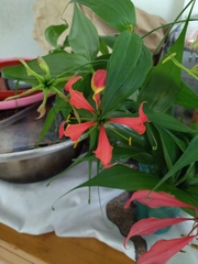Gloriosa superba