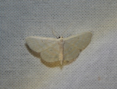 Scopula penultima