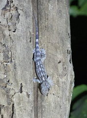 Blaesodactylus