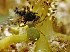 Diaea