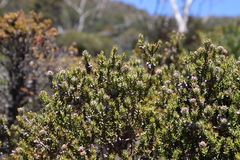 Melaleuca squamea