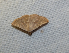 Eublemma gayneri