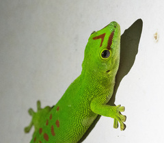 Phelsuma grandis