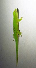Phelsuma grandis