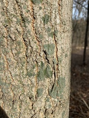 Hyperphyscia syncolla