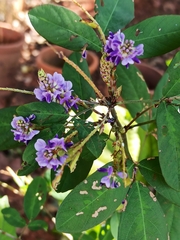 Magnoliopsida