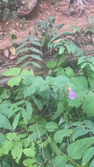 Nothochelone nemorosa