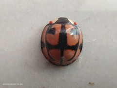 Aiolocaria hexaspilota