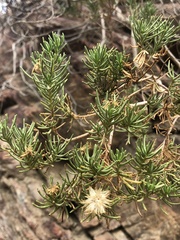 Peucephyllum schottii