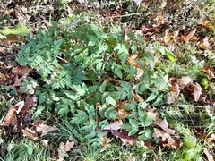 Angelica triquinata