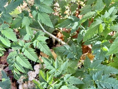 Angelica triquinata