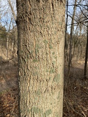 Hyperphyscia syncolla