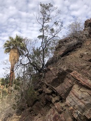 Peucephyllum schottii