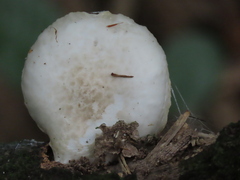 Oudemansiella australis
