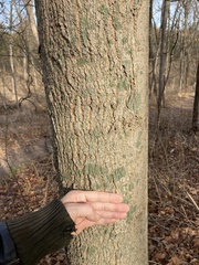 Hyperphyscia syncolla