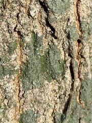 Hyperphyscia syncolla