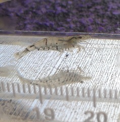 Neocaridina ketagalan