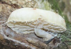 Oudemansiella australis