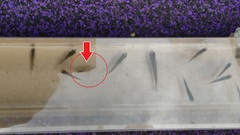 Neocaridina ketagalan